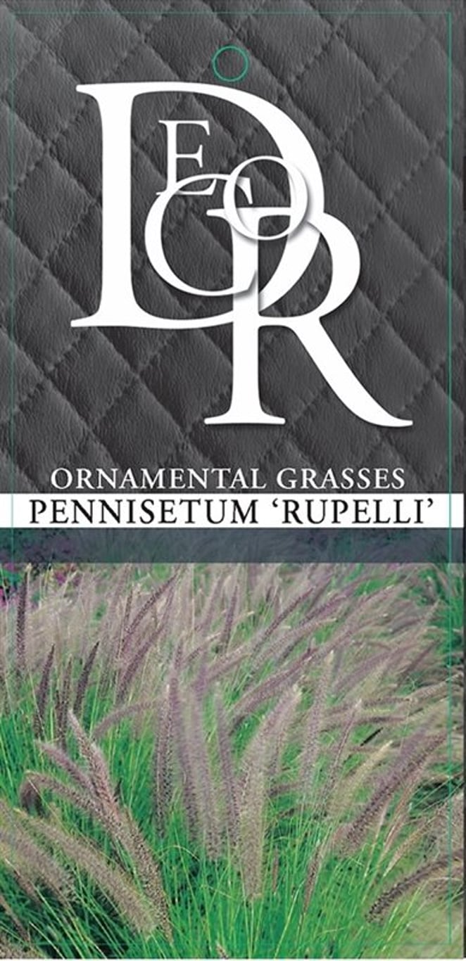 Pennisetum setaceum 'Rupelli' - C2